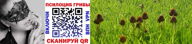 Псилоцибиновые грибы Psilocybe  OMG онион  Гвардейск 